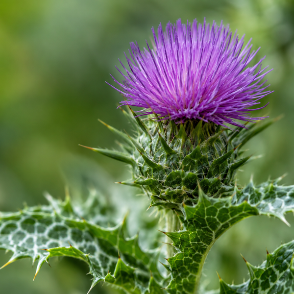 Milk thistle300mg